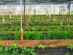 物聯網技術對農業(yè)的作用